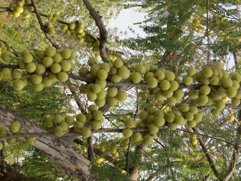 Authentic Indian Gooseberry Amla