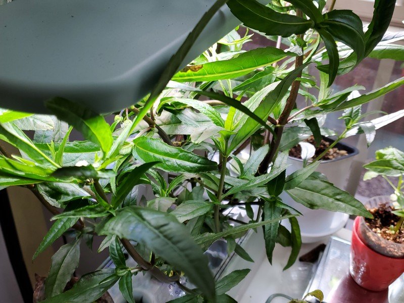 Authentic Bhringraj Leaves